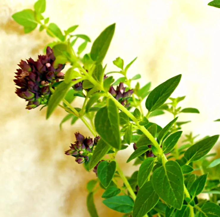 green Oregano Plant with purple flowers.