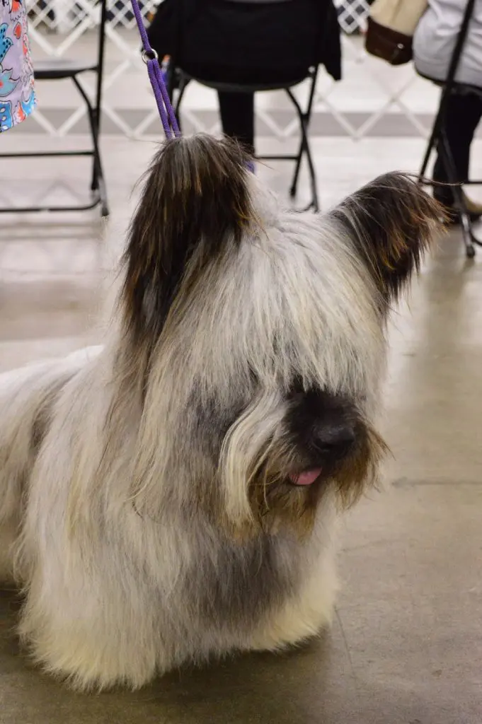 skye terrier