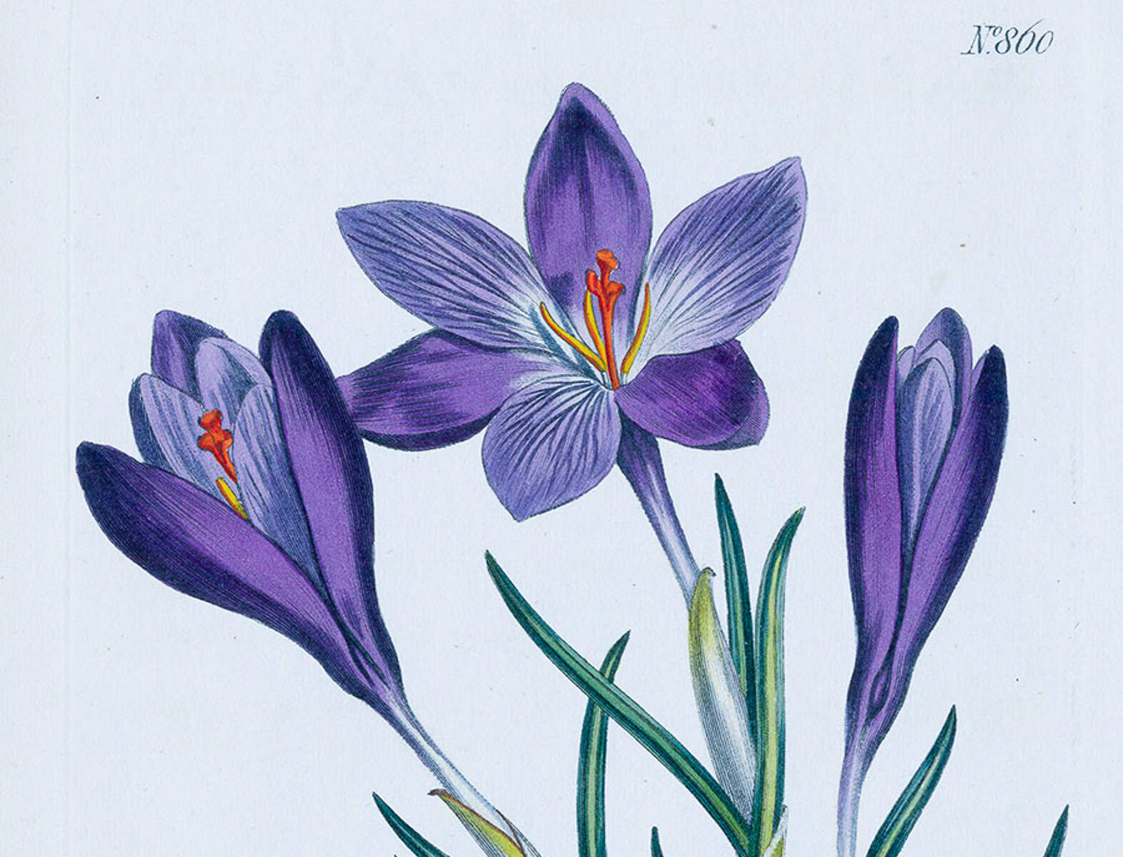 botanical image of crocus with saffron threads