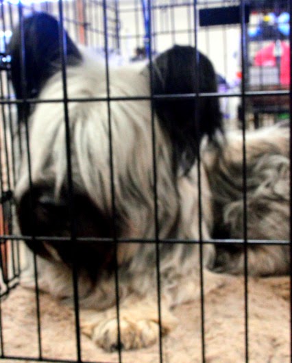 skye terrier 1