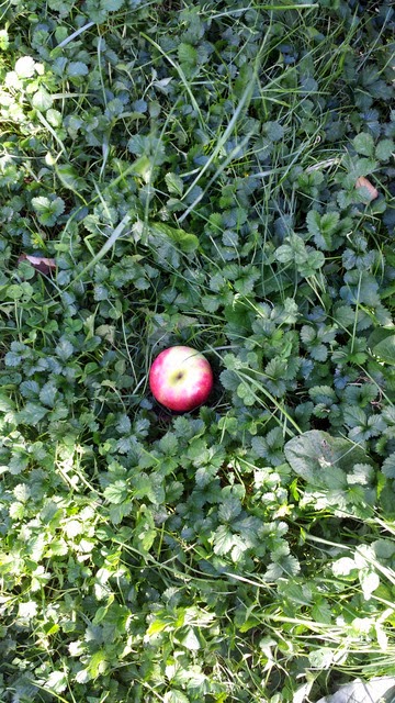 Apple in grass
