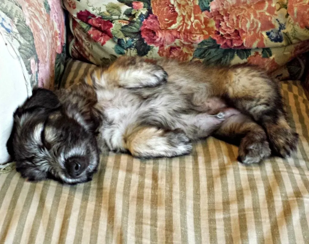 Skye Terrier Puppy