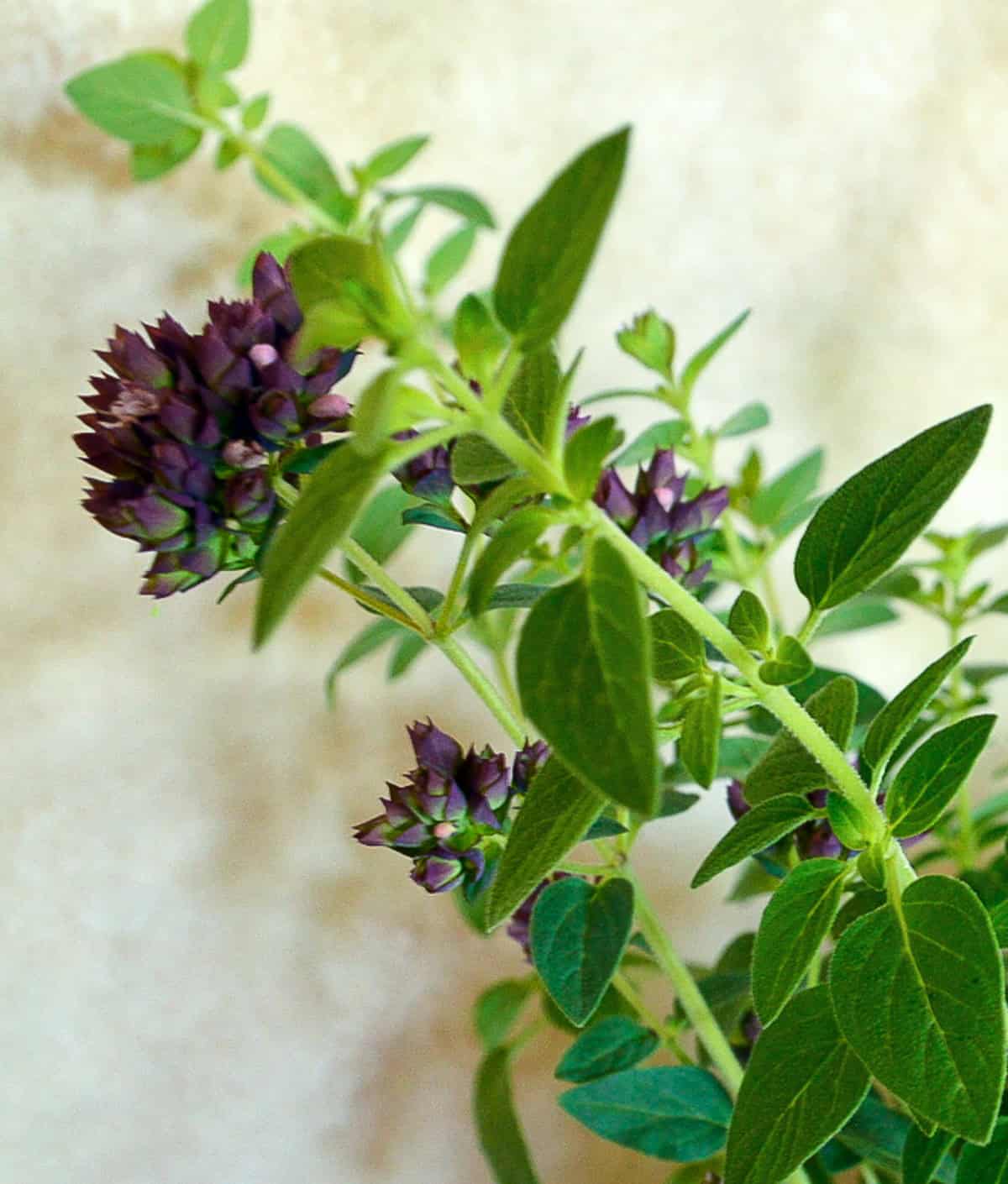oregano stems with purple buds